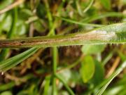 Aspilapteryx tringipennella