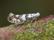 Phyllonorycter acerifoliella