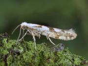 Argyresthia sorbiella
