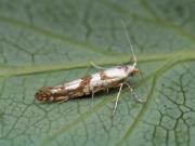 Argyresthia sorbiella