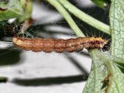 Scythropia crataegella