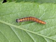 Scythropia crataegella