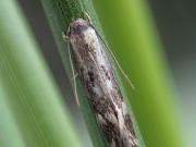Elachista utonella
