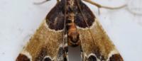 Pyralis farinalis