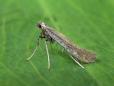 Aspilapteryx tringipennella