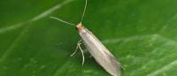 Argyresthia glabratella