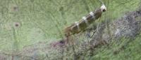 Argyresthia trifasciata