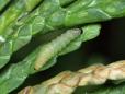 Argyresthia trifasciata