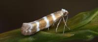 Argyresthia trifasciata