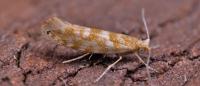 Argyresthia cupressella