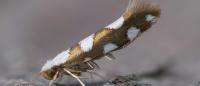 Argyresthia brockeella