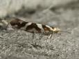 Argyresthia goedartella