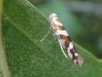 Argyresthia goedartella