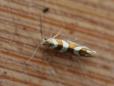 Argyresthia goedartella