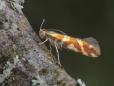 Argyresthia goedartella