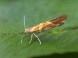 Argyresthia goedartella