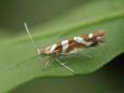 Argyresthia goedartella