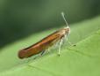 Argyresthia goedartella