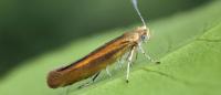 Argyresthia goedartella