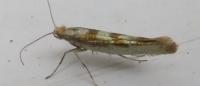 Argyresthia pygmaeella