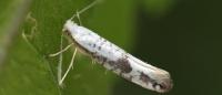 Argyresthia retinella