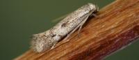 Elachista biatomella