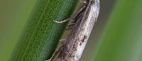 Elachista utonella