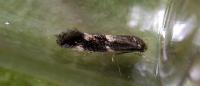Elachista freyerella