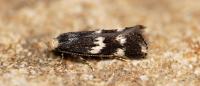 Elachista stabilella