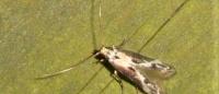 Blastodacna hellerella