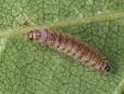 Blastodacna hellerella