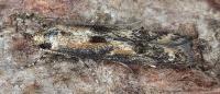 Blastodacna atra