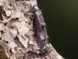 Blastodacna atra