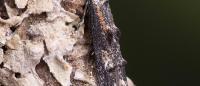 Blastodacna atra