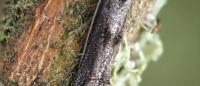 Blastodacna atra