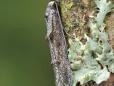 Blastodacna atra