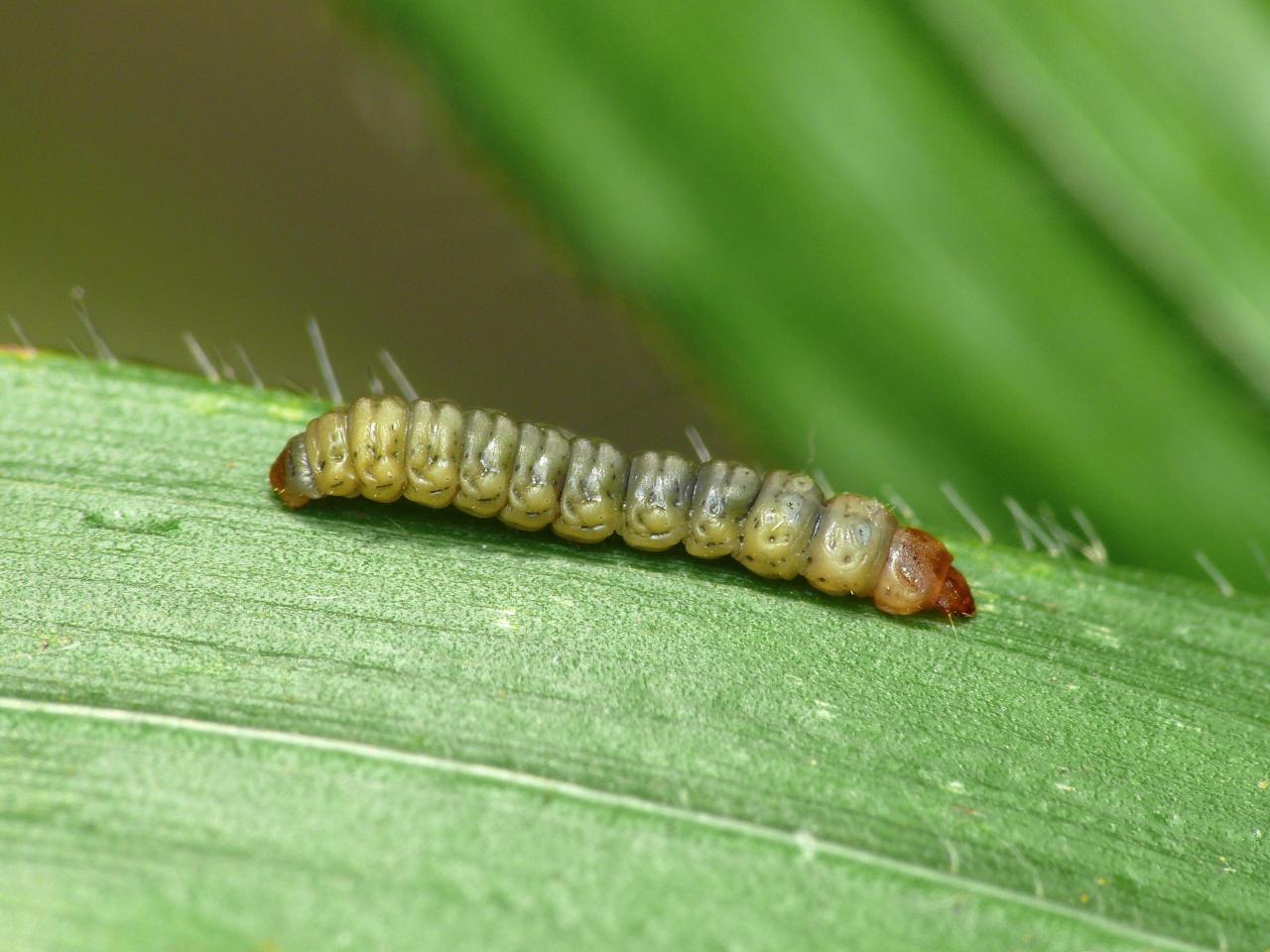 Elachista gangabella - Yellow-barred Grass-miner