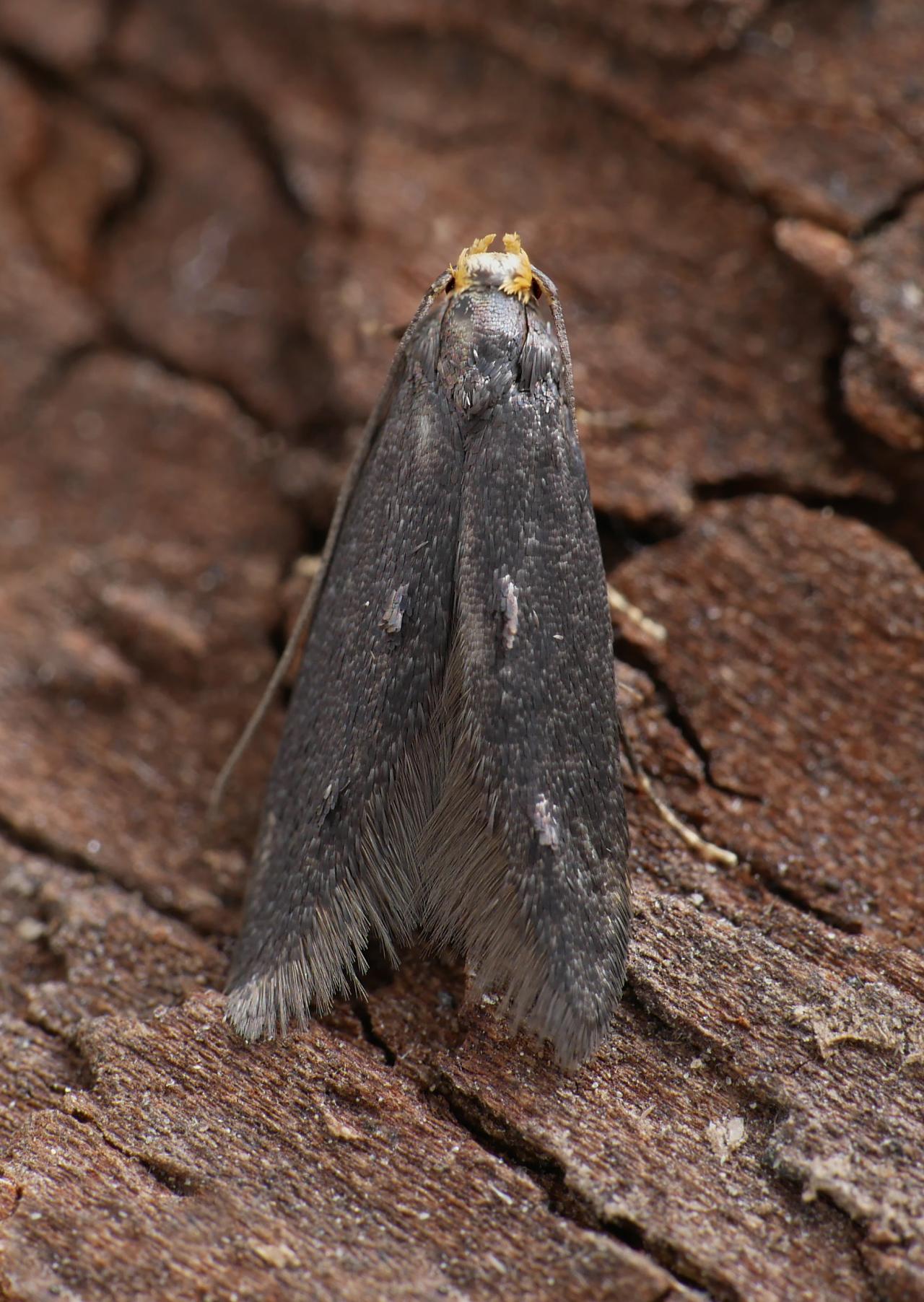 Spuleria flavicaput - Yellow Cap